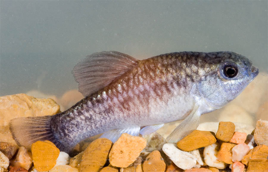 Cyprinodon pecosensis